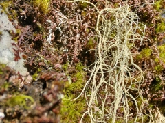 Usnea subgracilis