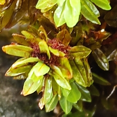 Encalypta streptocarpa