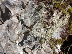 Usnea subgracilis