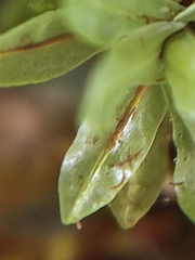 Encalypta streptocarpa