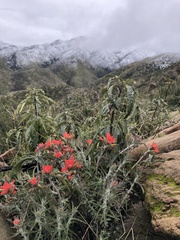 Castilleja foliolosa