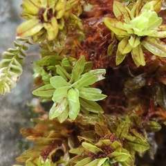 Encalypta streptocarpa