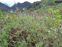 Lavandula canariensis subsp. canariensis image