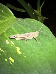 Abracris flavolineata