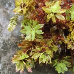 Encalypta streptocarpa