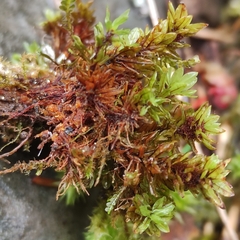 Encalypta streptocarpa