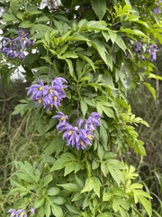 Solanum seaforthianum
