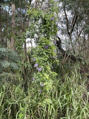 Solanum seaforthianum