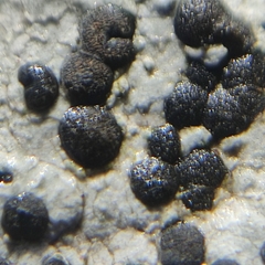 Rhizocarpon reductum