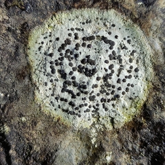 Rhizocarpon reductum