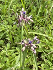Tradescantia ohiensis