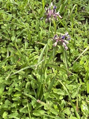 Tradescantia ohiensis