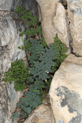 Argyrochosma jonesii