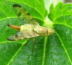 Terellia tussilaginis