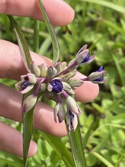 Tradescantia ohiensis
