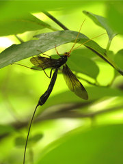 Megarhyssa atrata