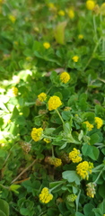 Medicago lupulina