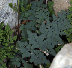 Argyrochosma jonesii