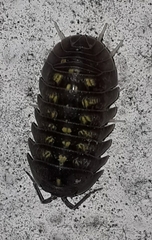 Armadillidium granulatum