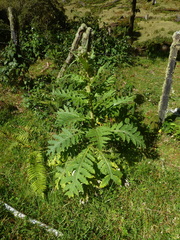Cirsium subcoriaceum image