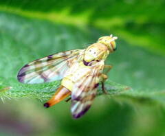 Terellia tussilaginis