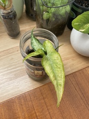 Syngonium angustatum