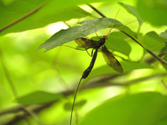 Megarhyssa atrata