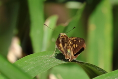 Nyctelius nyctelius