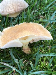 Fungi