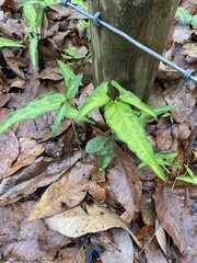 Syngonium angustatum