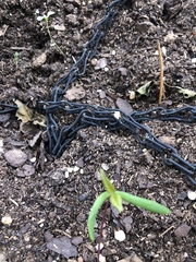 Passiflora tenuiloba