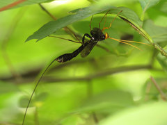Megarhyssa atrata