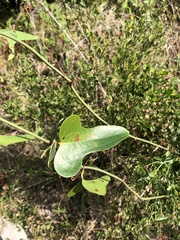 Smilax auriculata
