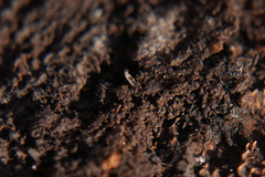 Enchytraeidae