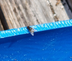 Chrysomya rufifacies