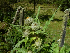 Cirsium subcoriaceum