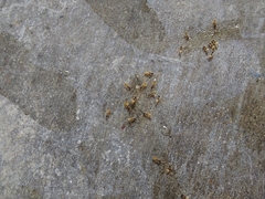 Tapinoma melanocephalum