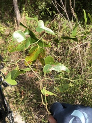 Smilax auriculata