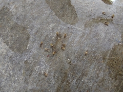 Tapinoma melanocephalum