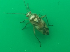 Tuicoris excelsus