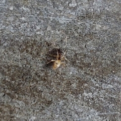 Tapinoma melanocephalum