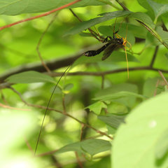 Megarhyssa atrata