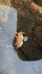 Pachygrapsus