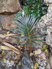 Cycas revoluta