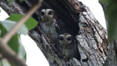 Margarobyas lawrencii