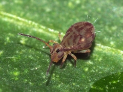 Dicyrtomina