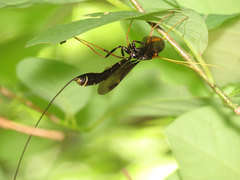 Megarhyssa atrata