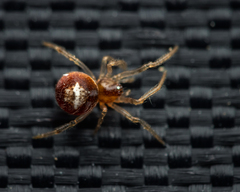 Simitidion simile