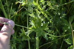Geranium collinum