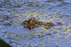 Lithobates chiricahuensis